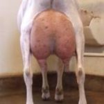 vlrainudder